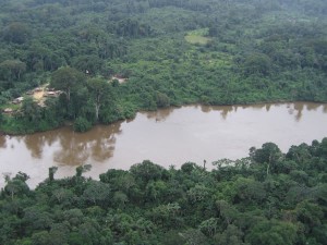 Liberian forest