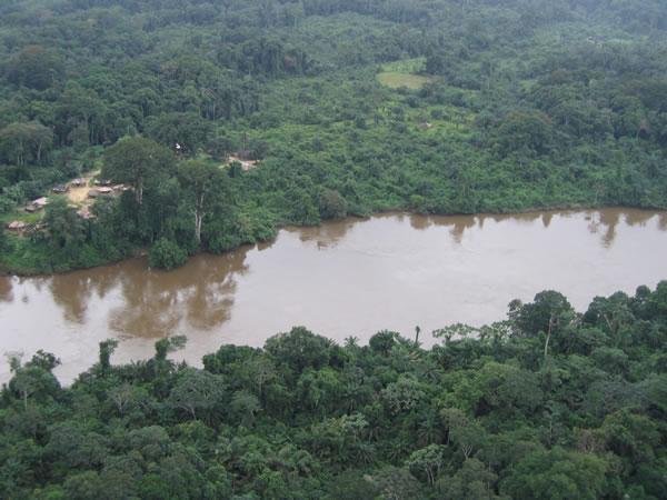 Liberian forest