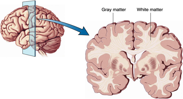 Brain Cortex