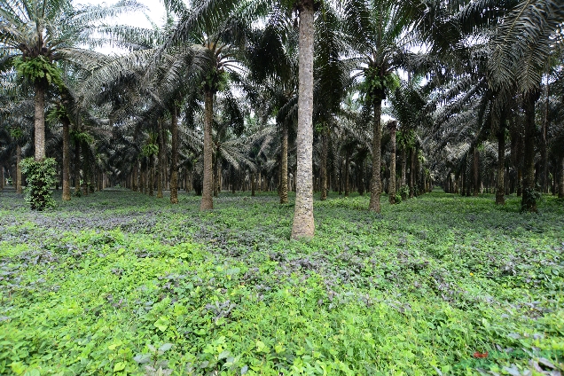 Plantations de palmier à huile CIV