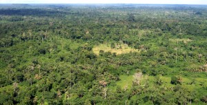 Forêt africaine