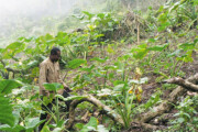 L'Afrique devra mieux investir dans l'Agriculture Photo: wikipedia.org