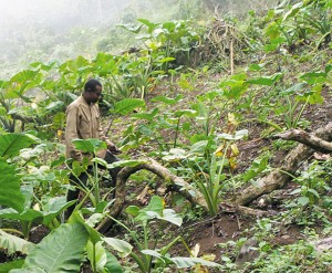 L'Afrique devra mieux investir dans l'Agriculture Photo: wikipedia.org