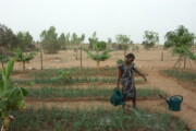 Sensibiliser pour une agriculture durable pour tous. photo: wikipedia.org