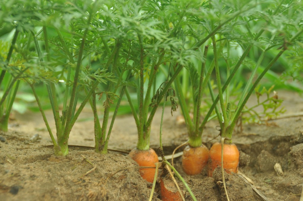 Dans le domaine agricole, tout part de la terre.