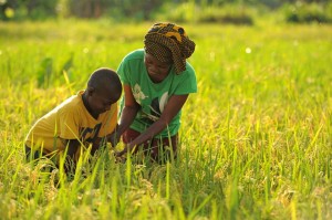 Une agricultrice et son fils dans une rizière. Photo: fao.org