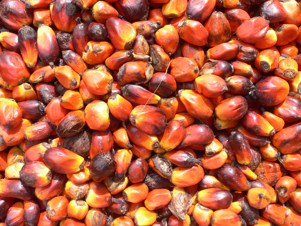 Graines de palme. Photo: wikicommons
