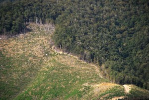 Deforestation_NZ_TasmanWestCoast_3_MWegmann