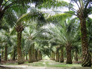 Oilpalm_malaysia