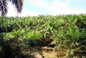 Plantation de palmiers à huile