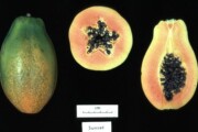 Photos de Papaye génétiquement modifiée prise sous différents angles.