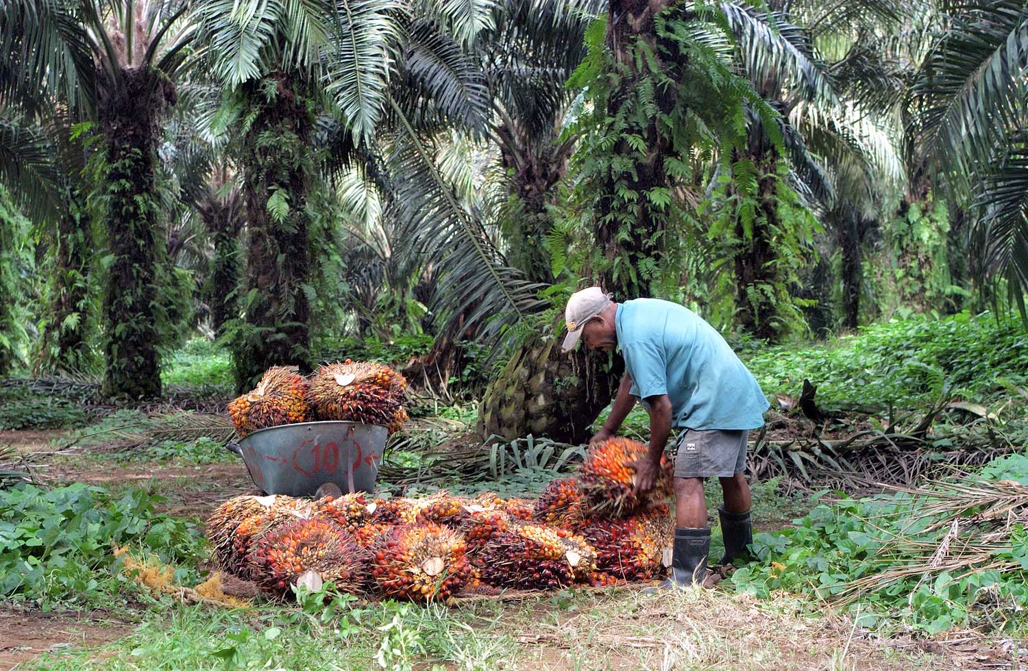 Gastronomie : l'impact négatif du label « sans huile de palme » - Jeune  Afrique