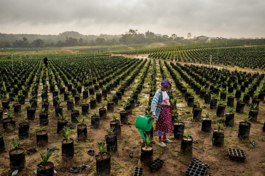 Foncier_Agricole_Afrique_Palmafrique