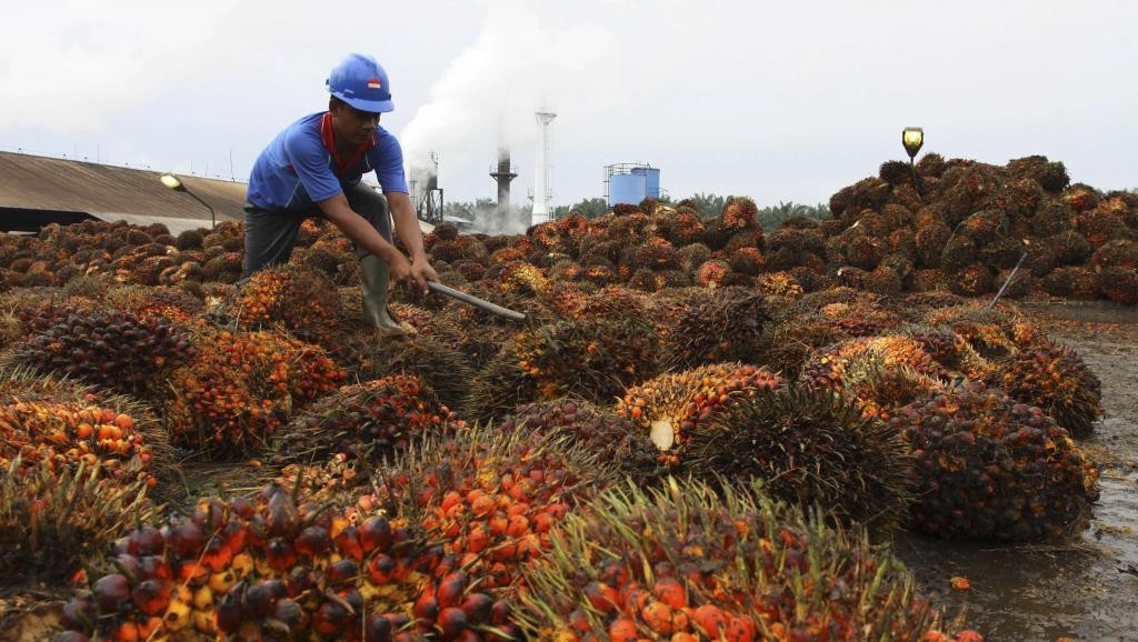 Graines de palme. Photo : Roni Bintang/REUTERS