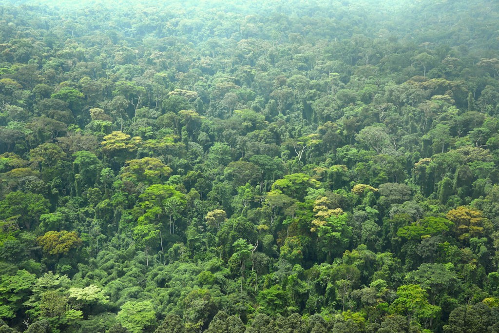 Foret_Côte_d_Ivoire_Palmafrique