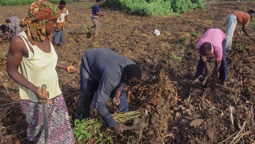 foncier_rural_Côte_divoire_Palmafrique