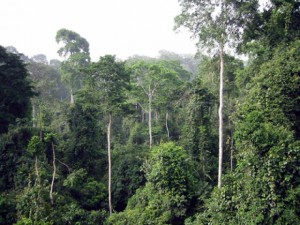 Foncier en Côte d'Ivoire