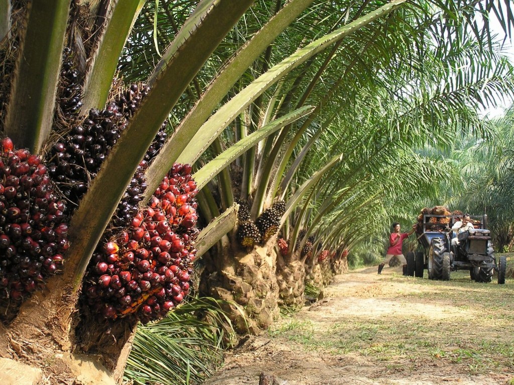 Oil_Palm_Plantation_Palmafrique