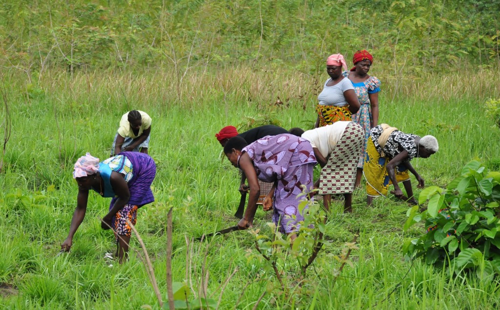 Agriculture_Côte_d-Ivoire_Palmafrique