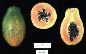 Photos de Papaye génétiquement modifiée prise sous différents angles.
